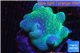 Sarcophyton long white polyps 6-11 cm WYSIWYG acclimaté