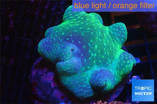 Sarcophyton long white polyps 6-11 cm WYSIWYG acclimaté