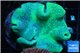 Sarcophyton long white polyps 6-11 cm WYSIWYG acclimaté