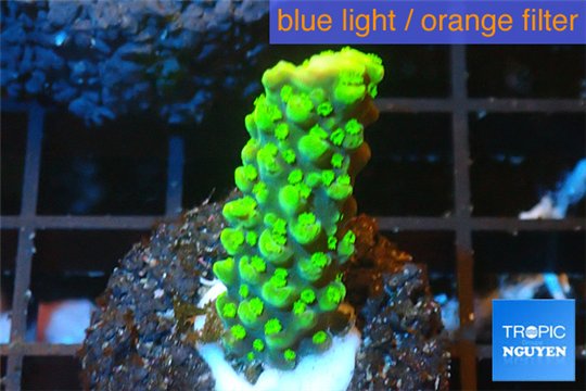 Acropora full neon green 2-3 cm WYSIWYG acclimaté