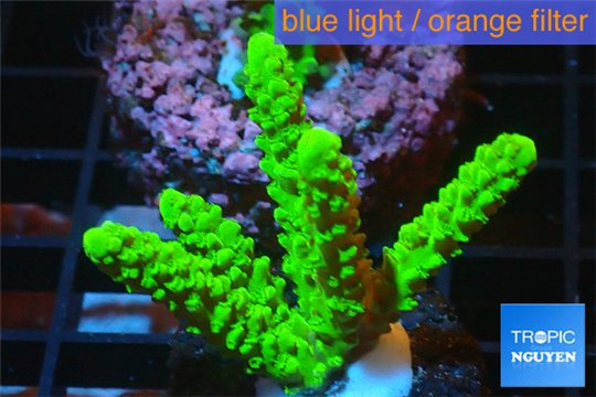 Acropora full neon green 4-6 cm WYSIWYG acclimaté