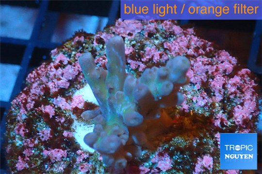 Acropora pink purple table Fijii 2-3 cm WYSIWYG acclimaté