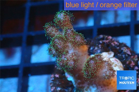 Pocillopora damicornis green & pink tip 2-3 cm WYSIWYG acclimaté