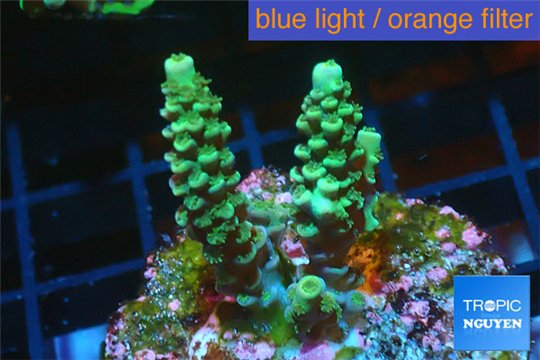 Acropora green Indonesia 3-4 cm WYSIWYG acclimaté