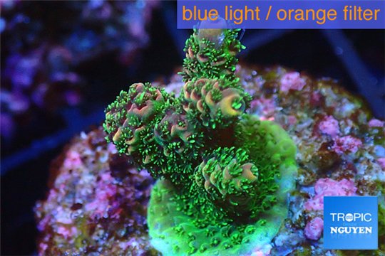 Acropora pink & green Indonesia 2-4 cm WYSIWYG acclimaté