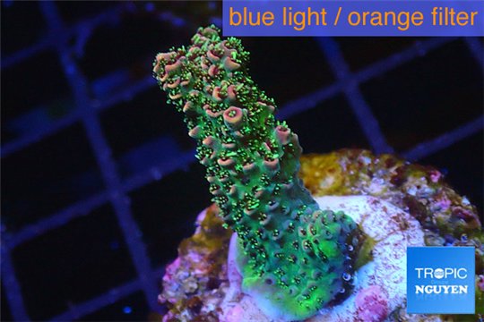 Acropora pink & green Indonesia 2-4 cm WYSIWYG acclimaté