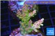 Acropora golden purple Indonesia 3-5 cm WYSIWYG acclimaté