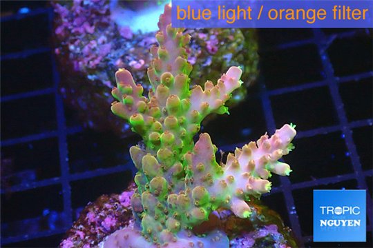 Acropora golden purple Indonesia 3-5 cm WYSIWYG acclimaté