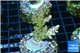 Acropora golden purple Indonesia 3-5 cm WYSIWYG acclimaté