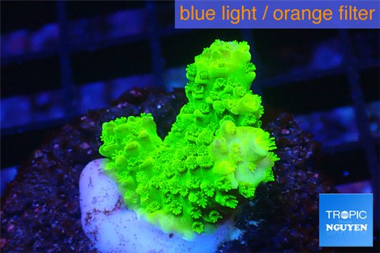 Acropora full neon green 2-3 cm WYSIWYG acclimaté