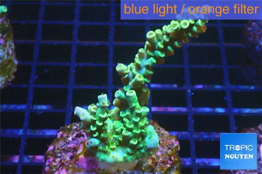 Acropora green gold Indonesia 3-4 cm WYSIWYG acclimaté