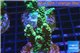 Acropora green purple Indonesia 3-5 cm WYSIWYG acclimaté