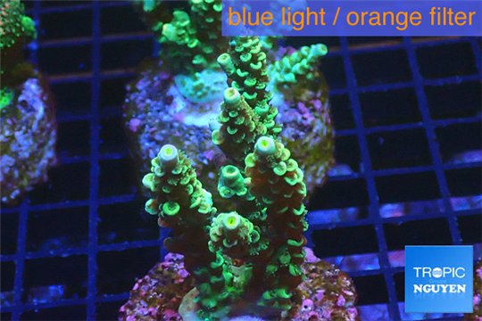 Acropora green purple Indonesia 3-5 cm WYSIWYG acclimaté