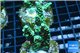 Acropora green purple Indonesia 3-5 cm WYSIWYG acclimaté
