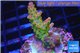Acropora golden purple Indonesia 3-4 cm WYSIWYG acclimaté