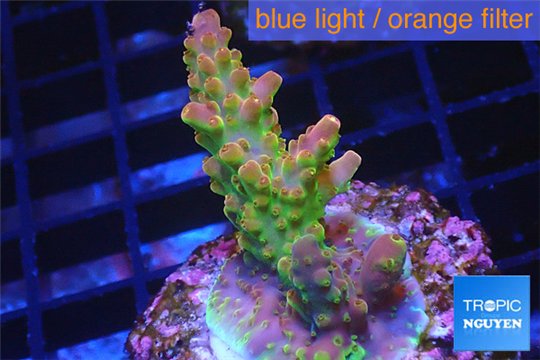 Acropora golden purple Indonesia 3-4 cm WYSIWYG acclimaté