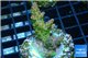 Acropora golden purple Indonesia 3-4 cm WYSIWYG acclimaté