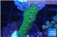 Acropora green 2-4 cm WYSIWYG acclimaté
