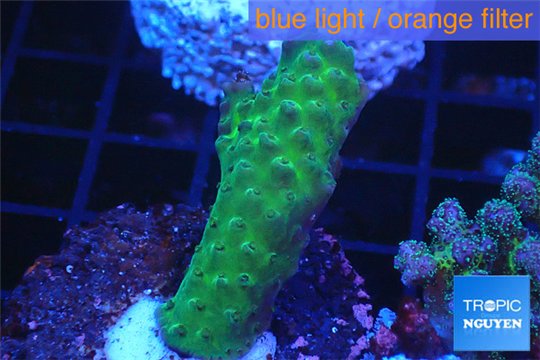 Acropora green 2-4 cm WYSIWYG acclimaté