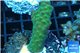 Acropora green 2-4 cm WYSIWYG acclimaté