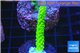 Acropora full neon green 3-4 cm WYSIWYG acclimaté