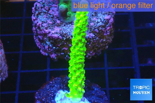 Acropora full neon green 3-4 cm WYSIWYG acclimaté