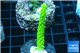 Acropora full neon green 3-4 cm WYSIWYG acclimaté