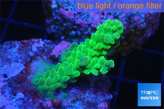 Acropora pink & green Australia premium 3-4 cm WYSIWYG acclimaté