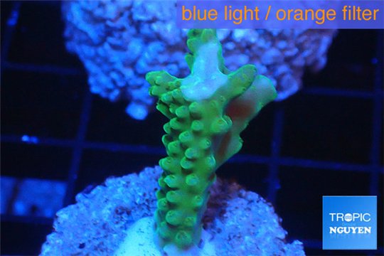 Acropora green purple tip 2-4 cm WYSIWYG acclimaté