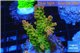 Acropora golden purple Indonesia 3-4 cm WYSIWYG acclimaté