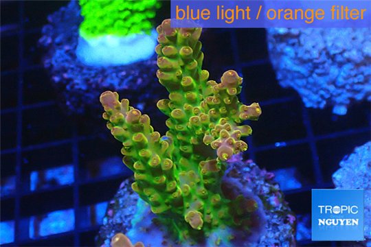 Acropora golden purple Indonesia 3-4 cm WYSIWYG acclimaté