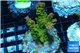 Acropora golden purple Indonesia 3-4 cm WYSIWYG acclimaté