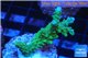 Acropora green purple tip 3-4 cm WYSIWYG acclimaté