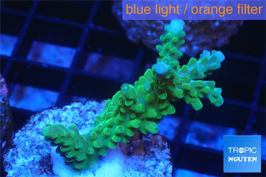 Acropora green purple tip 3-4 cm WYSIWYG acclimaté
