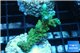 Acropora green purple tip 3-4 cm WYSIWYG acclimaté