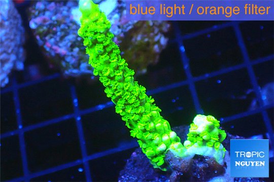 Acropora full neon green 3-4 cm WYSIWYG acclimaté