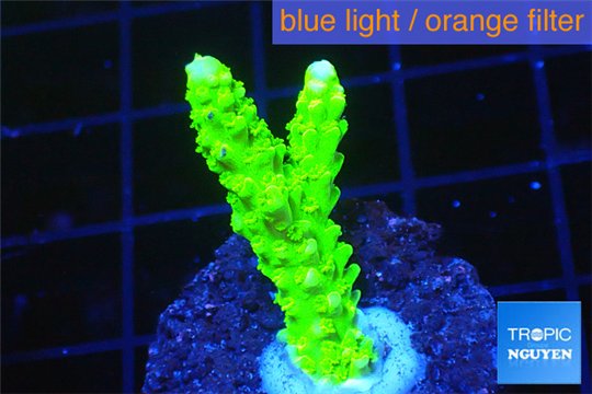 Acropora full neon green 3-4 cm WYSIWYG acclimaté