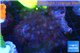 Parazoanthu gracilis yellow polyps 8-11 cm WYSIWYG acclimaté