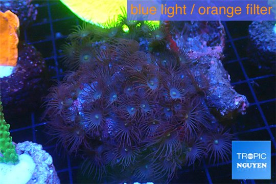 Parazoanthu gracilis yellow polyps 8-11 cm WYSIWYG acclimaté