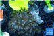 Parazoanthu gracilis yellow polyps 8-11 cm WYSIWYG acclimaté