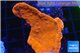 Montipora red cap 3-4 cm WYSIWYG acclimaté