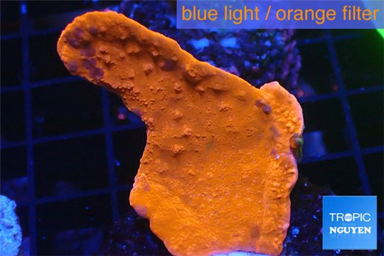 Montipora red cap 3-4 cm WYSIWYG acclimaté
