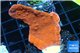 Montipora red cap 3-4 cm WYSIWYG acclimaté
