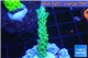 Acropora green purple tip 2-4 cm WYSIWYG acclimaté