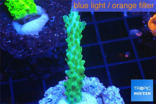 Acropora green purple tip 2-4 cm WYSIWYG acclimaté