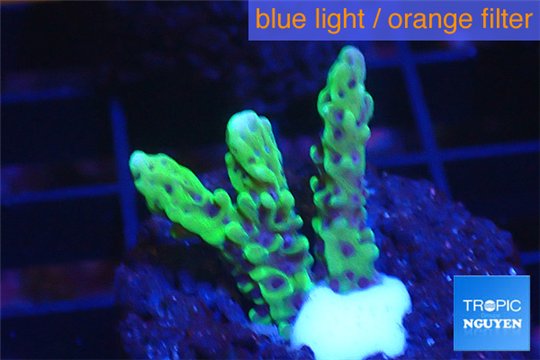 Montipora green & purple polyps 2-3 cm WYSIWYG acclimaté
