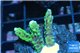 Montipora green & purple polyps 2-3 cm WYSIWYG acclimaté