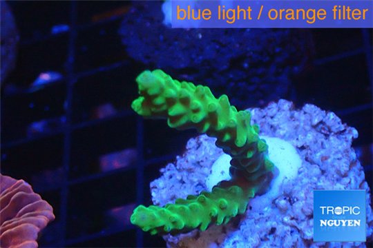 Acropora green purple tip 2-3 cm WYSIWYG acclimaté