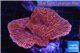 Montipora red pink 4-6 cm WYSIWYG acclimaté