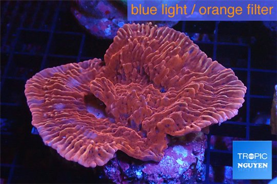 Montipora red pink 4-6 cm WYSIWYG acclimaté